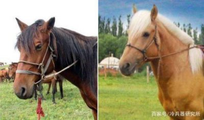 ​红鬃烈马是一种马吗