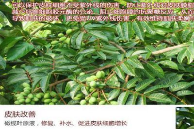 ​青橄榄哪里的产地最好