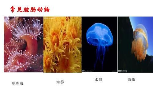 腔肠动物