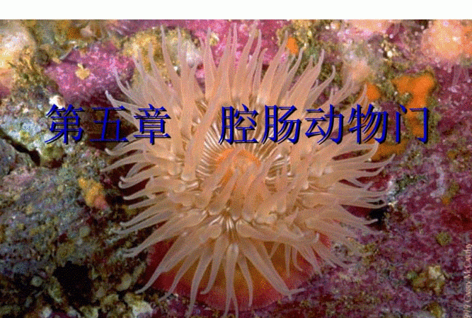 腔肠动物和软体动物