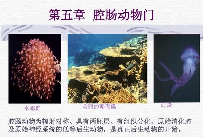 腔肠动物在水中用什么呼吸