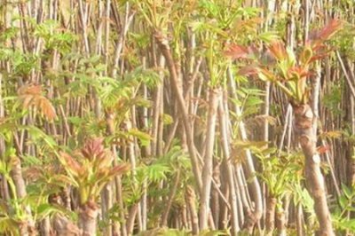 ​红椿树的种植前景分析