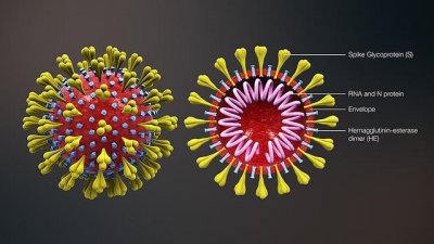 ​病原生物及免疫学基础课件ppt（Jerry的免疫学1）