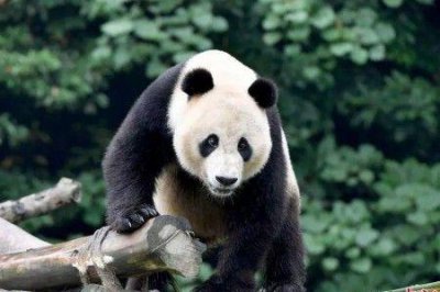 ​目前中国有多少只大熊猫