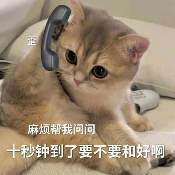 为什么养公猫比母猫好（公猫省心还是母猫省心）