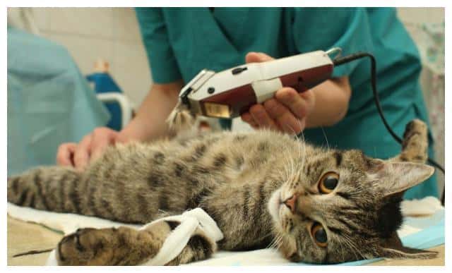为什么养公猫比母猫好（公猫省心还是母猫省心）