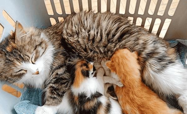 为什么养公猫比母猫好（公猫省心还是母猫省心）