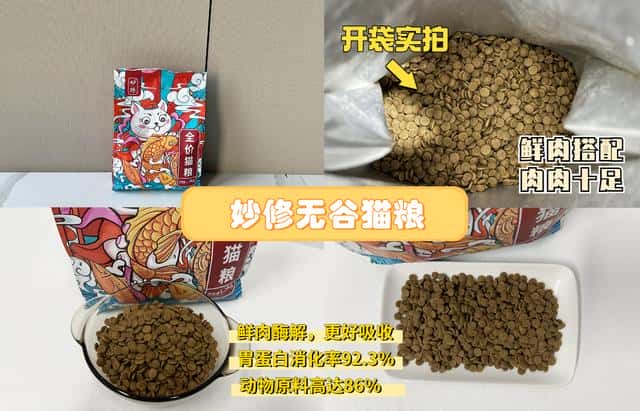 为什么养公猫比母猫好（公猫省心还是母猫省心）