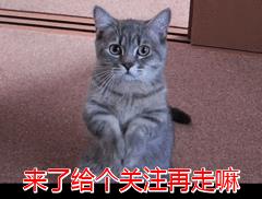 为什么养公猫比母猫好（公猫省心还是母猫省心）