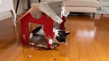 为什么养公猫比母猫好（公猫省心还是母猫省心）
