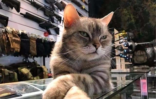 为什么养公猫比母猫好（公猫省心还是母猫省心）