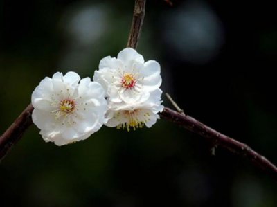 ​白梅玉蝶梅花香吗