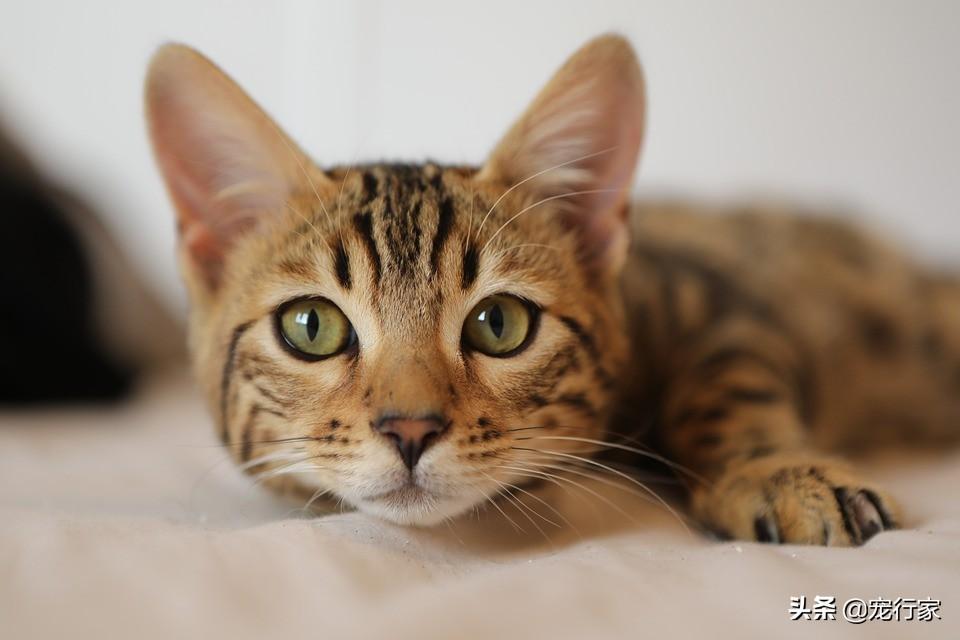 一根猫条能撑多久（猫条一天一根多吗）