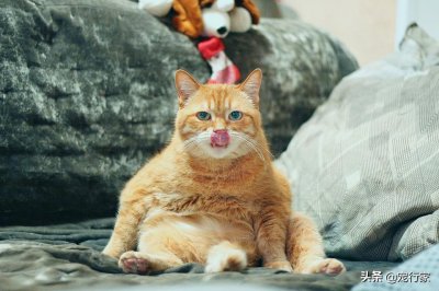 ​一根猫条能撑多久（猫条一天一根多吗）