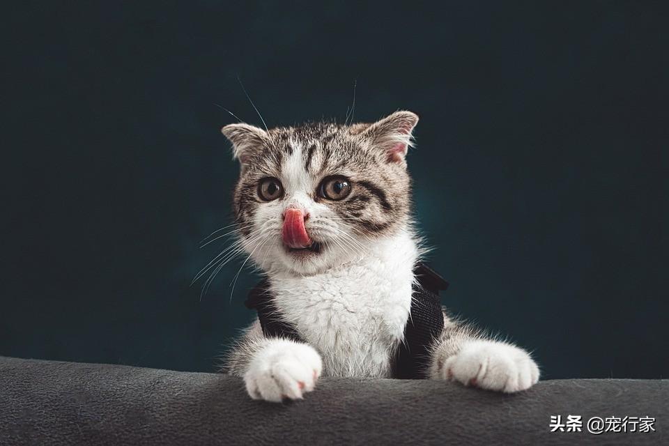 一根猫条能撑多久（猫条一天一根多吗）