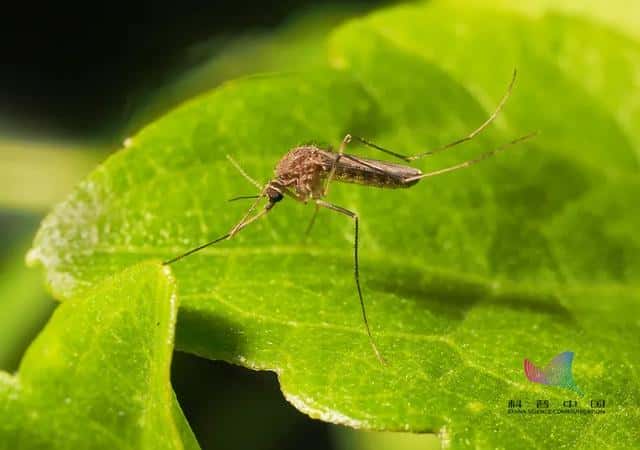 总被蚊子咬是什么原因-（招蚊子咬是什么原因）