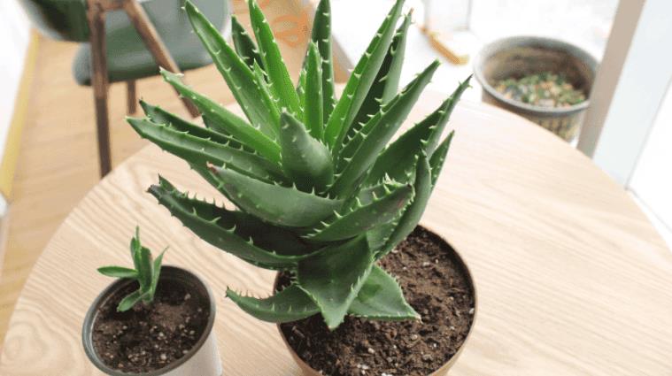适合10厘米浅盆的植物（浅盆适合栽什么植物好）
