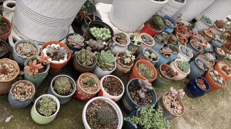 适合10厘米浅盆的植物（浅盆适合栽什么植物好）