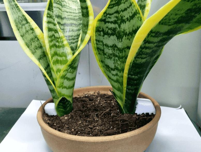 适合10厘米浅盆的植物（浅盆适合栽什么植物好）