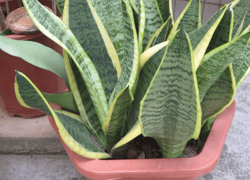 适合10厘米浅盆的植物（浅盆适合栽什么植物好）