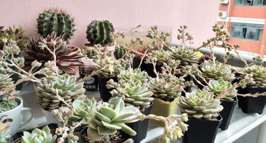 适合10厘米浅盆的植物（浅盆适合栽什么植物好）