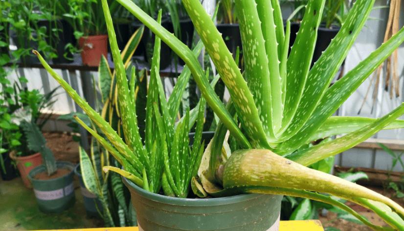 适合10厘米浅盆的植物（浅盆适合栽什么植物好）