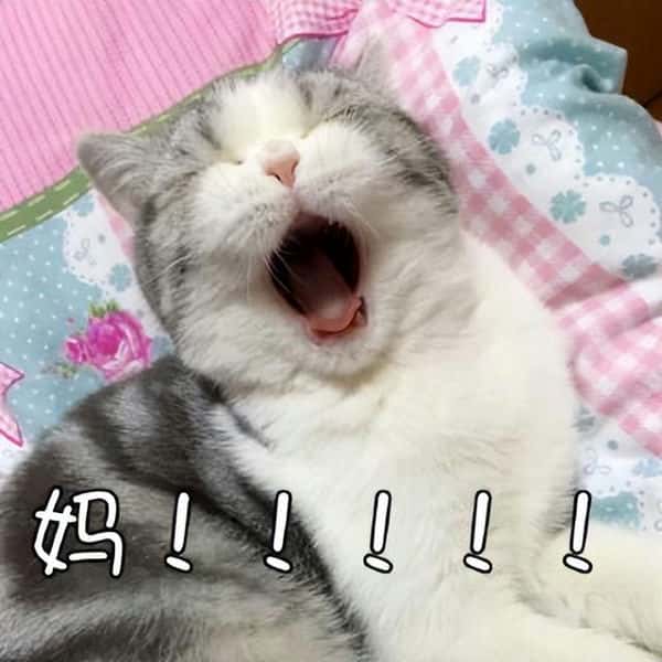 养公猫和母猫有什么区别（公猫和母猫哪个好养）