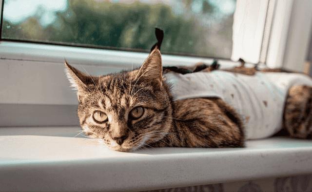 养公猫和母猫有什么区别（公猫和母猫哪个好养）