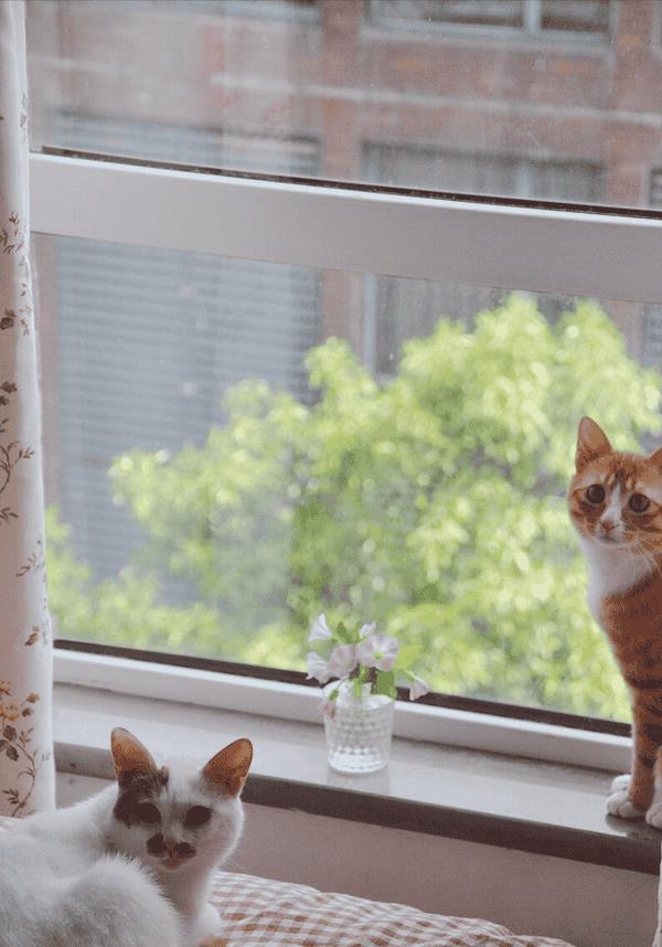 养公猫和母猫有什么区别（公猫和母猫哪个好养）