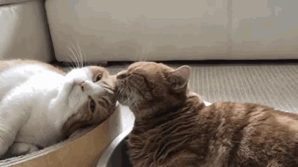 养公猫和母猫有什么区别（公猫和母猫哪个好养）