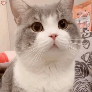 养公猫和母猫有什么区别（公猫和母猫哪个好养）