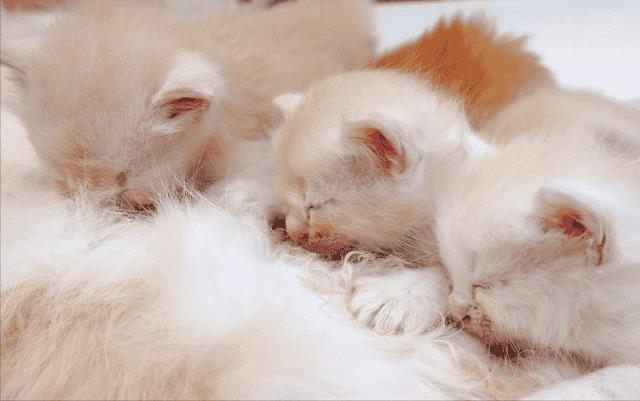 养公猫和母猫有什么区别（公猫和母猫哪个好养）