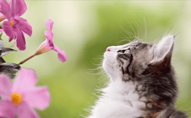 养公猫和母猫有什么区别（公猫和母猫哪个好养）