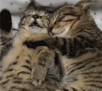 养公猫和母猫有什么区别（公猫和母猫哪个好养）