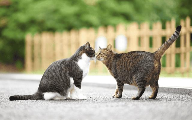 养公猫和母猫有什么区别（公猫和母猫哪个好养）