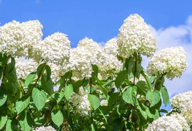 冬天零下30度左右绣球花怎么养护（绣球花怕冻吗）