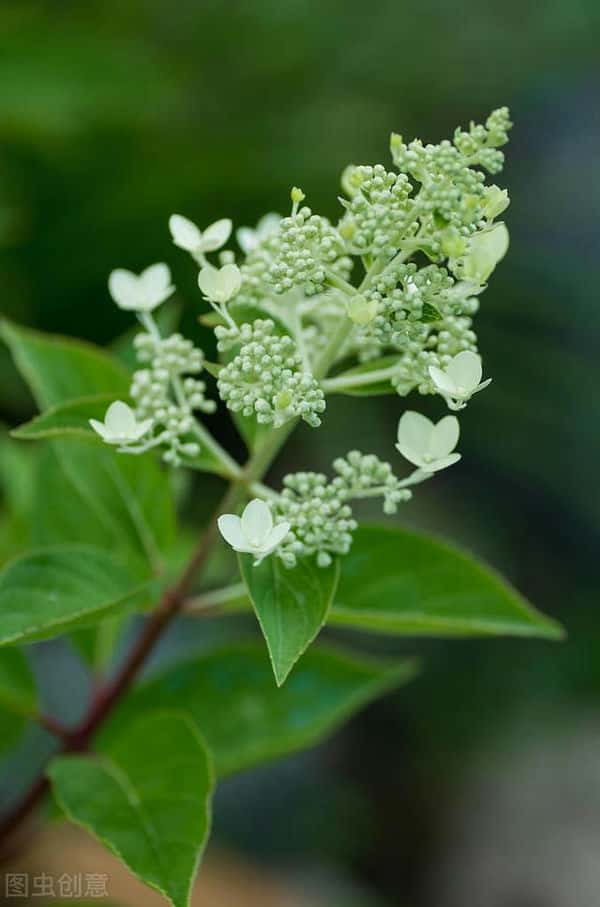 冬天零下30度左右绣球花怎么养护（绣球花怕冻吗）