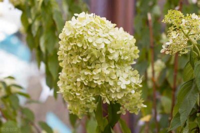​冬天零下30度左右绣球花怎么养护（绣球花怕冻吗）