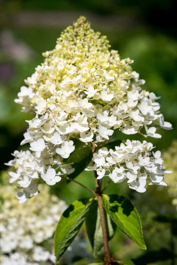 冬天零下30度左右绣球花怎么养护（绣球花怕冻吗）