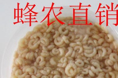 ​青米蜂蛹是蜂中极品吗