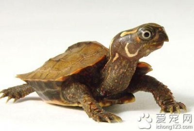 ​枫叶龟饲养环境_枫叶龟饲养温度