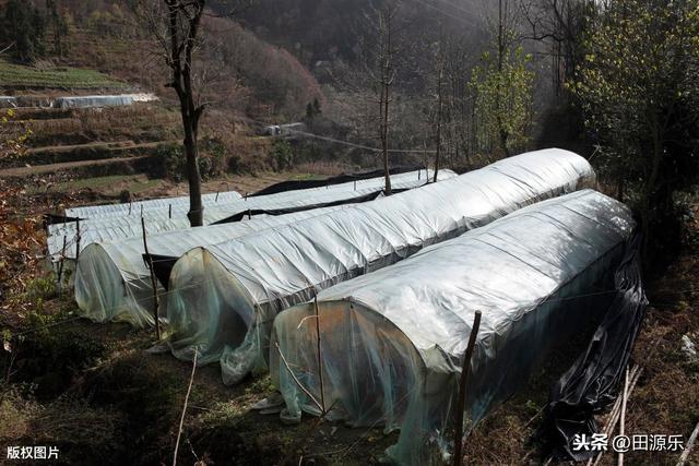 黑木耳的种植方法与时间（黑木耳的栽培技术）(6)