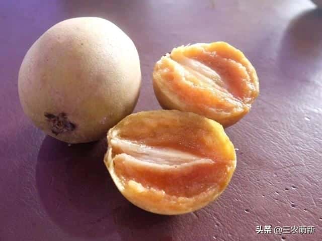 广东人心果成熟期是几月（人心果什么时候成熟）