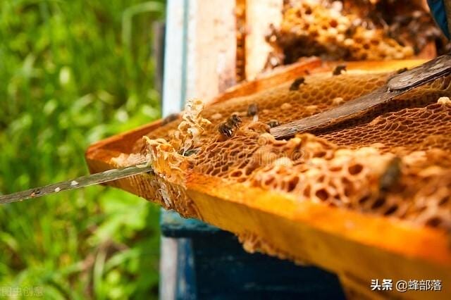 盗蜂对蜂群有没有危害（盗蜂是什么意思介绍）
