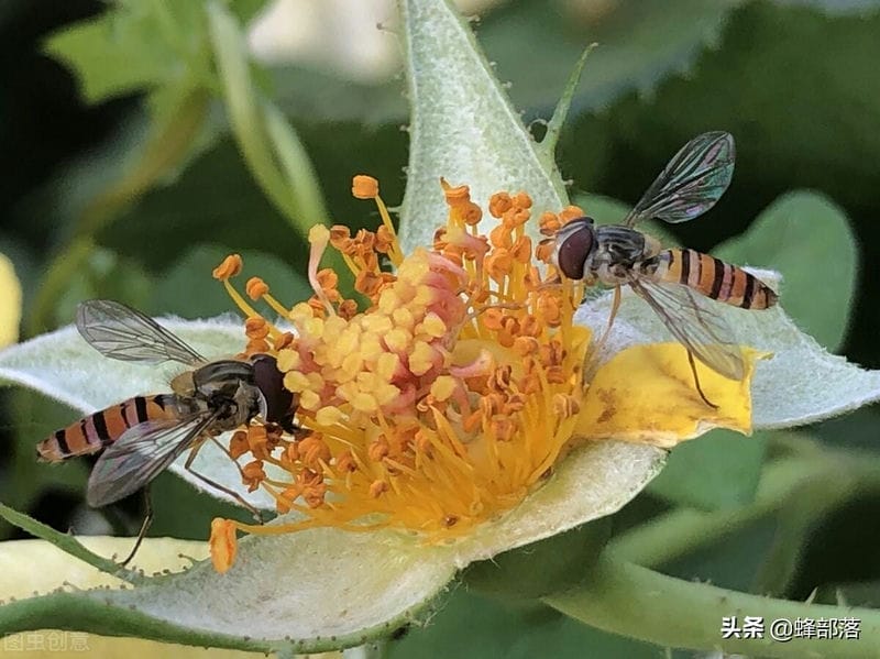 盗蜂对蜂群有没有危害（盗蜂是什么意思介绍）