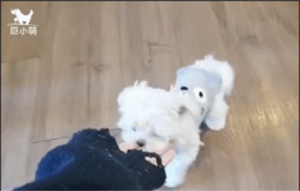 马尔济斯犬的优缺点(马尔济斯犬太难养了)