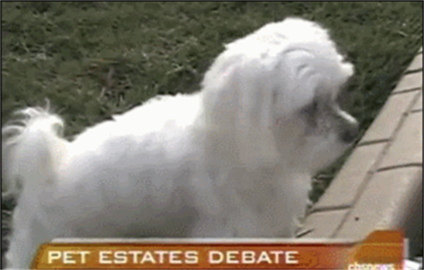 马尔济斯犬的优缺点(马尔济斯犬太难养了)