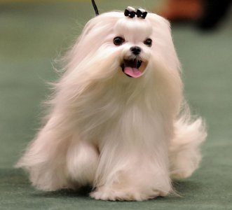 ​马尔济斯犬的优缺点(马尔济斯犬太难养了)