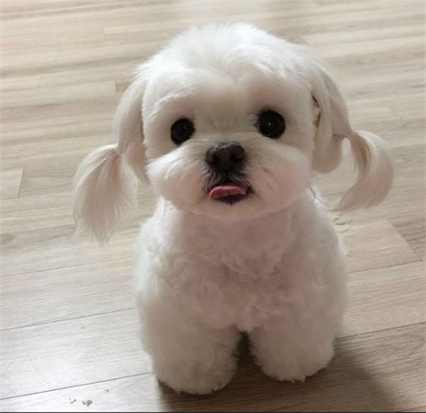 马尔济斯犬的优缺点(马尔济斯犬太难养了)
