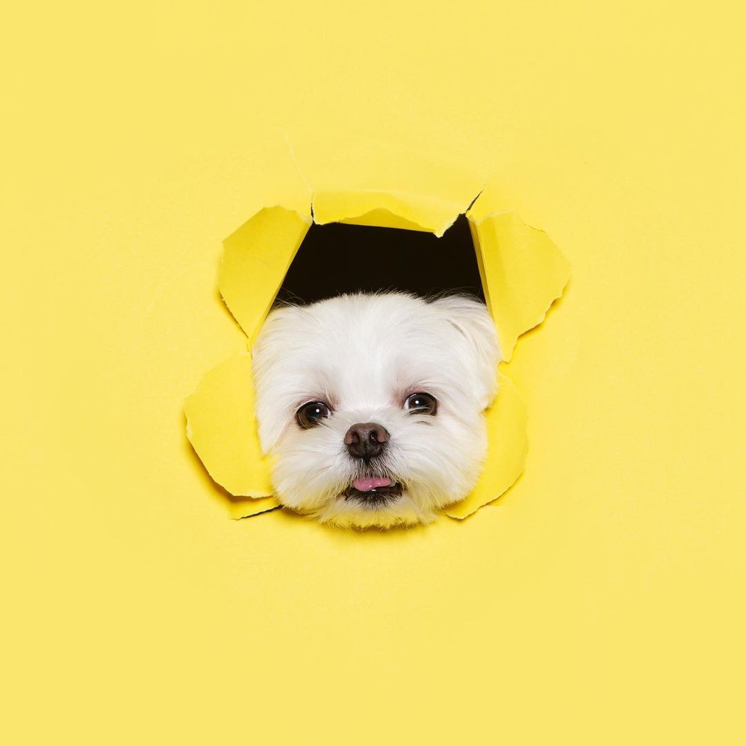 马尔济斯犬的优缺点(马尔济斯犬太难养了)